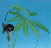 Arisaema thunbergii urashima