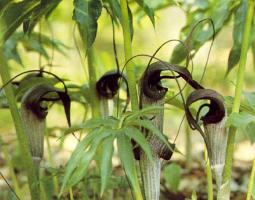 Arisaema thunbergii