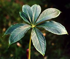 Arisaema sahyadricum