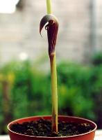 Arisaema sahyadricum