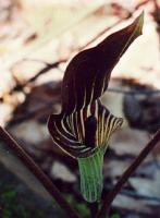 Arisaema triphyllum