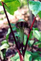 Arisaema triphyllum