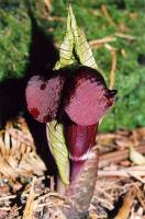 Arisaema utile