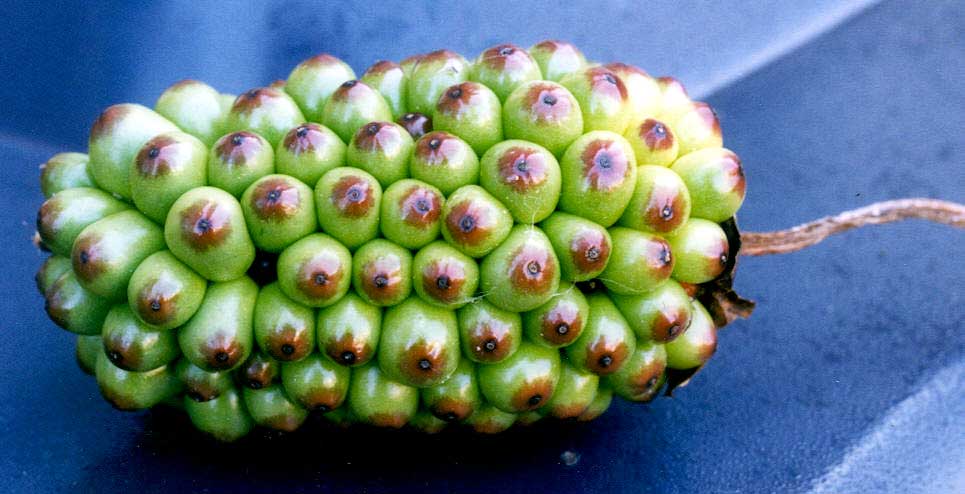 Arisaema Dahaiense