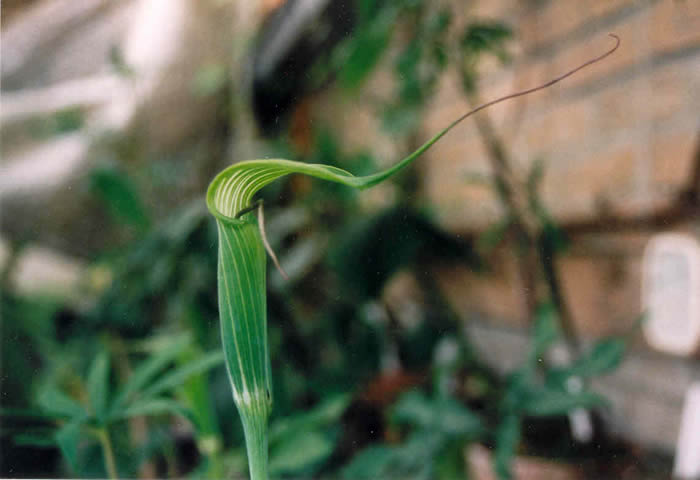 heterophyllum1