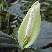 Image of Aglaonema modestum  Schott ex Engl..