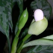 Image of Aglaonema nebulosum  N.E.Br..