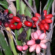 Image of Aglaonema nitidum  Kunth.