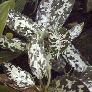 Image of Aglaonema pictum  Kunth.