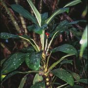 Image of Aglaonema simplex  Blume.