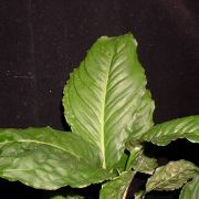 Image of Aglaonema simplex  Blume.