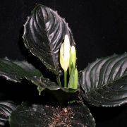 Image of Aglaonema simplex  Blume.