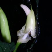 Image of Aglaonema simplex  Blume.