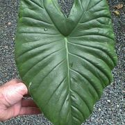 Image of Alocasia acuminata  Schott.