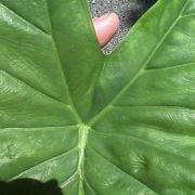 Image of Alocasia acuminata  Schott.