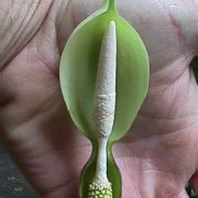 Image of Alocasia acuminata  Schott.