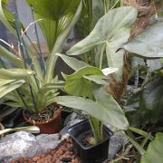 Image of Alocasia aequiloba  N.E. Br..