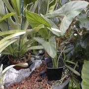 Image of Alocasia aequiloba  N.E. Br..