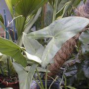 Image of Alocasia aequiloba  N.E. Br..