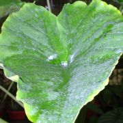 Image of Alocasia ampunganensis  .