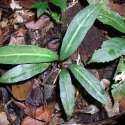 Image of Alocasia beccarii  Engl..