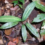 Image of Alocasia beccarii  .