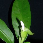 Image of Alocasia beccarii  .