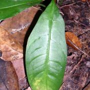 Image of Alocasia beccarii  .