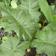 Image of Alocasia boa  A. Hay.