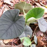 Image of Alocasia chaii  P.C.Boyce, A.Hay & C.C.Lee.