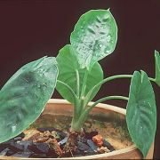 Image of Alocasia claytonioides  .