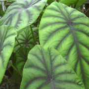 Image of Alocasia clypeolata  A. Hay.