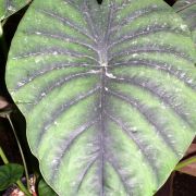 Image of Alocasia clypeolata  .