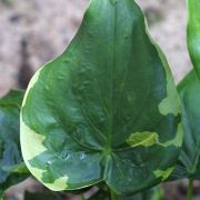 Image of Alocasia cucullata  (Lour.) G. Don.