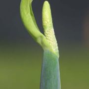 Image of Alocasia cucullata  (Lour.) G. Don.