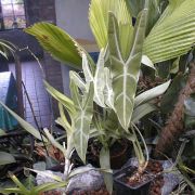 Image of Alocasia culionensis  Engl..