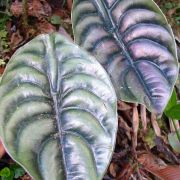 Image of Alocasia cuprea  K.Koch.