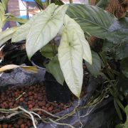 Image of Alocasia heterophylla Aquino Merr..