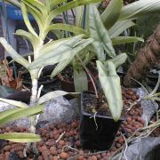 Image of Alocasia heterophylla  Merr..