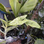 Image of Alocasia heterophylla  Merr..