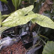 Image of Alocasia heterophylla  Merr..