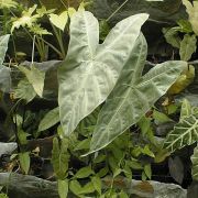 Image of Alocasia longiloba 'Argyreia' (lowii-complex) .