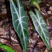 Image of Alocasia longiloba  Miq..