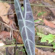 Image of Alocasia longiloba (korthalsii-complex) .