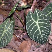 Image of Alocasia longiloba (watsoniana-complex) .