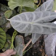 Image of Alocasia longiloba (korthalsii-complex) .