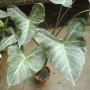 Image of Alocasia longiloba hybrid 1 .