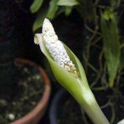 Image of Alocasia longiloba hybrid 1 .