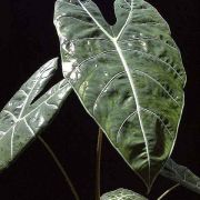 Image of Alocasia longiloba (lowii-complex) .