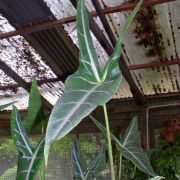 Image of Alocasia longiloba 'longiloba' Jackrabbit .